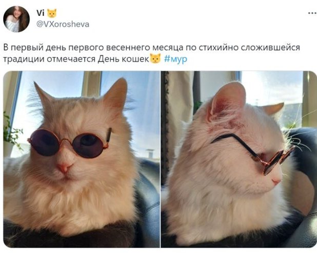 Сегодня День кошек — в Сети делятся фотографиями питомцев. Покажите и вы своих