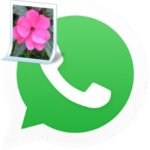 Как из Whatsapp перенести фото в галерею на Андроиде