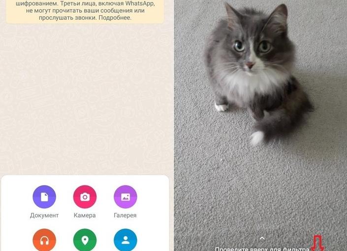 Как отправить открытку в Ватсапе: переслать поздравление со смартфона